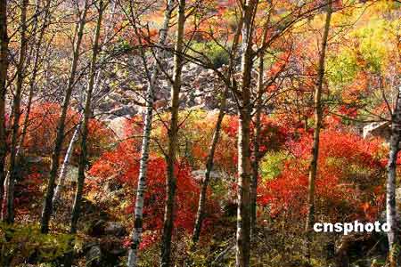 Red leaves scenic area opens to public