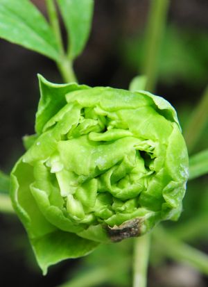 Greenhouse flowers for China's National Day