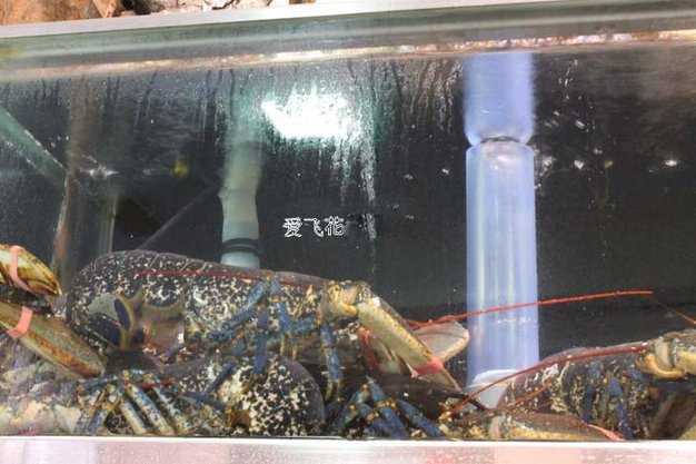 在西班牙吃顿生猛海鲜多少钱？