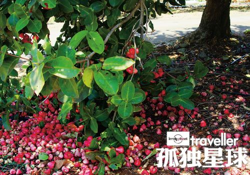 跃入森与海 澳洲黄金海岸的城市密语