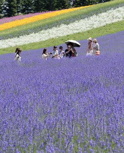 日本北海道迎薰衣草最佳观赏期 游客拍照留念