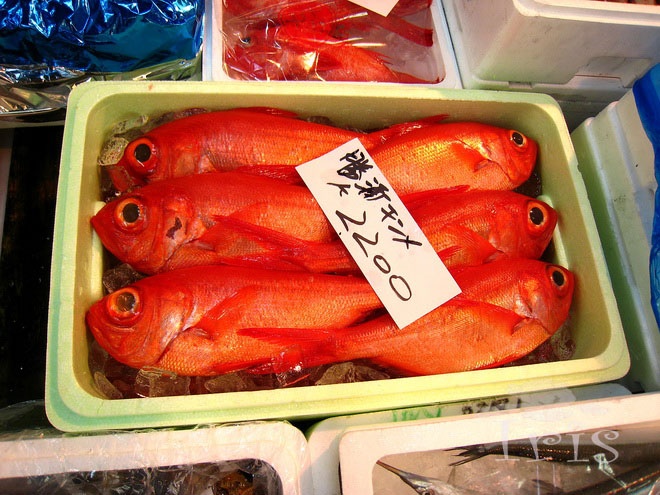 让国人惊呆的日本海鲜市场