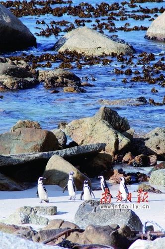 开普敦:在天涯海角的大狂欢(组图)