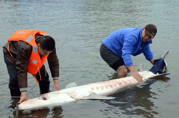 The heat is on for the 'living fossil'