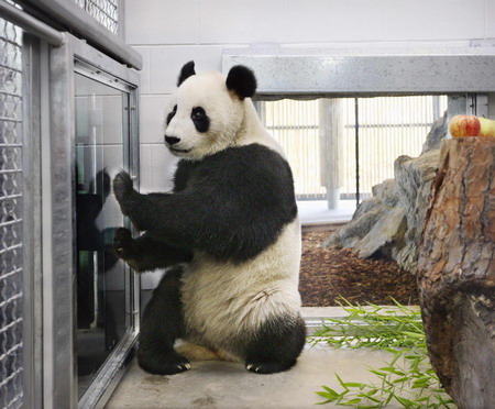 Australia welcomes panda pair