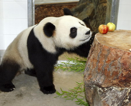 Australia welcomes panda pair
