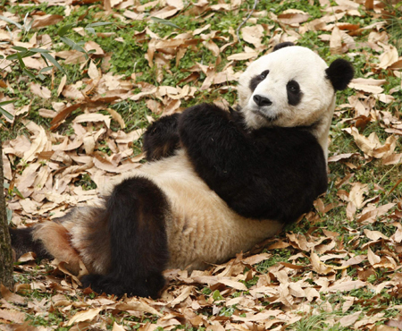 Wanted: Chinese teacher and boyfriend for US-born panda