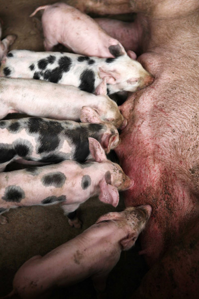 Pig farmers hope to breed success