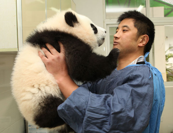 Pandas may find traveling hard to bear