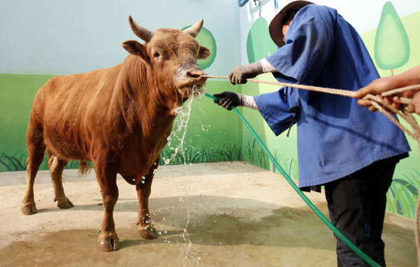 South Korean bullfighting is for bulls only