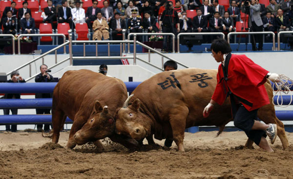 South Korean bullfighting is for bulls only
