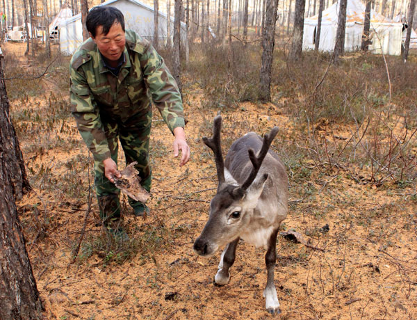 Last of the reindeer hunters