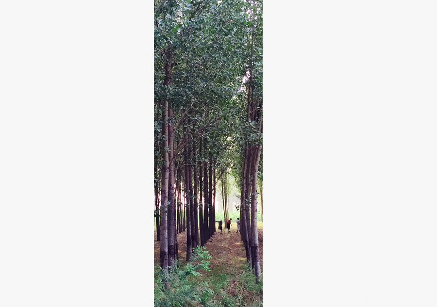 贝茨作品