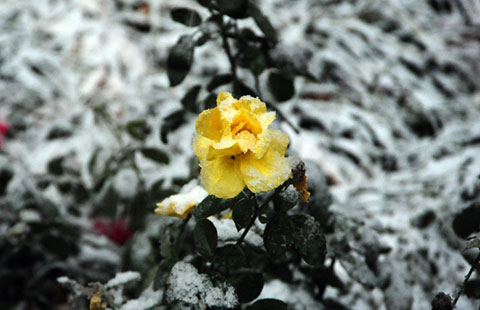 2015阅兵首页推送-大图 - Chinadaily.com.cn