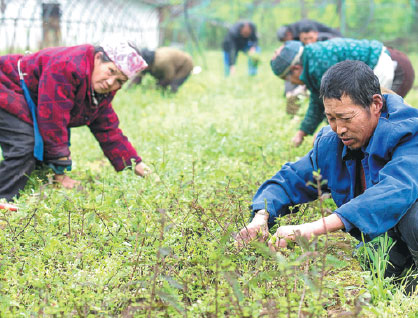 Tree-planting project cleans Yangtze's branches