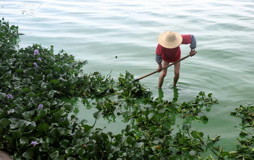 'Lake killer' introduced to heal Dianchi Lake