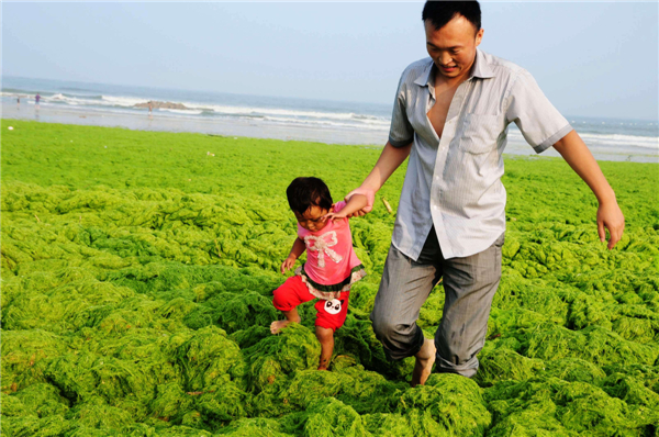 Green algae covers E China beach after Soulik