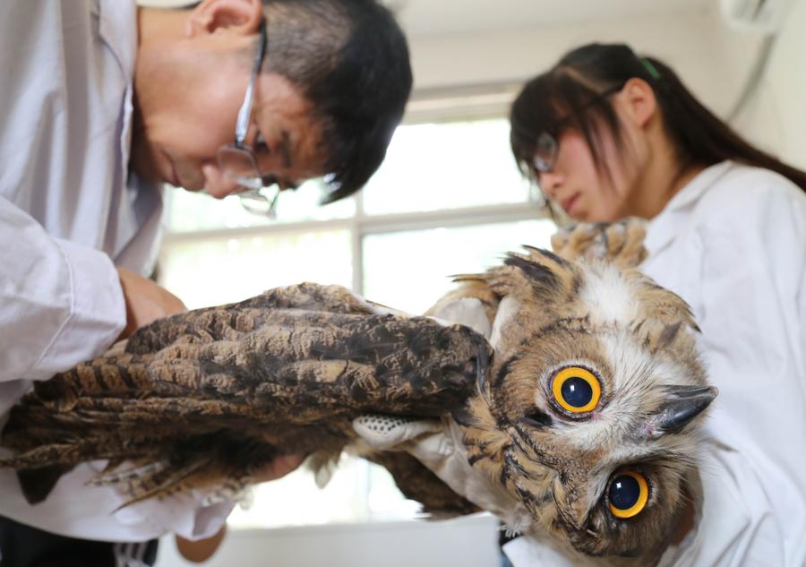 Eagle owls back into the wild