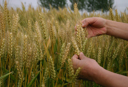 China expects grain harvest