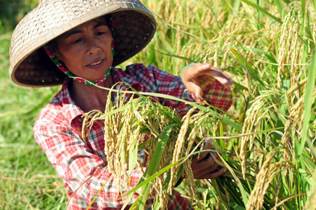 'GM' rice may join the menu