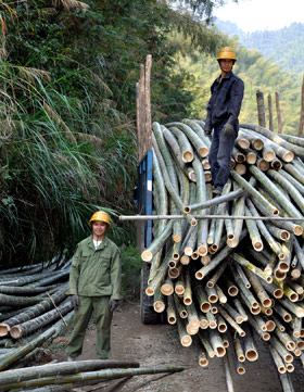 Demand for bamboo grows as wood substitute and food