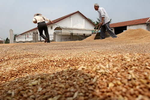 Wheat edges up slightly Monday