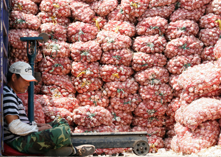 Export surge feeds rise in price of garlic
