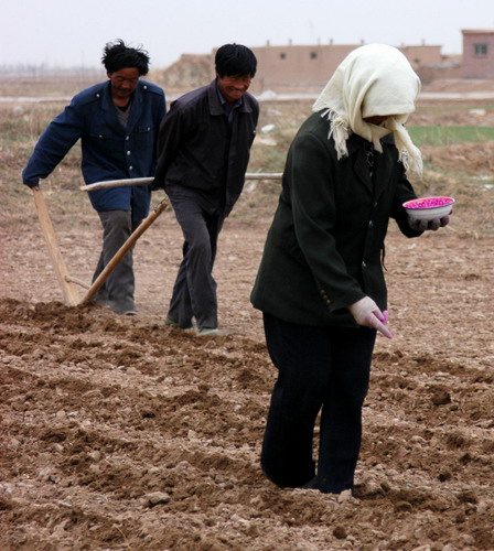 Foreign seeds cause worries over food safety