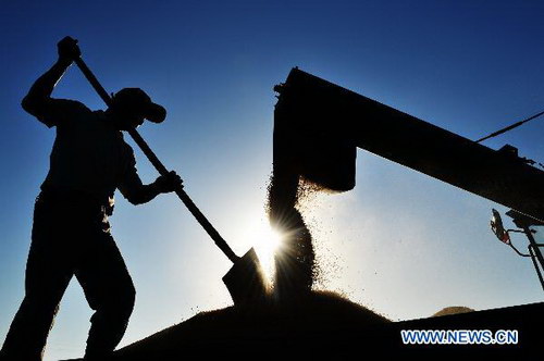 Autumn harvest in NE China's major rice producing province