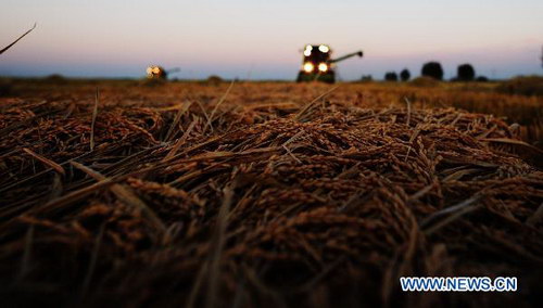 Autumn harvest in NE China's major rice producing province