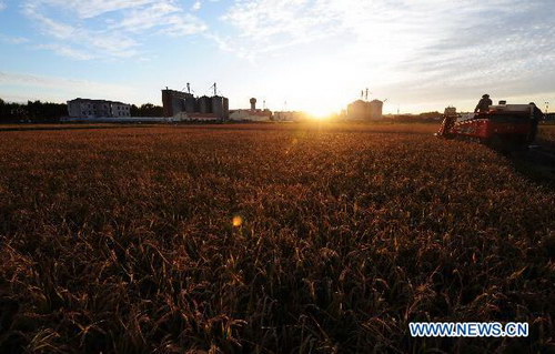 Autumn harvest in NE China's major rice producing province