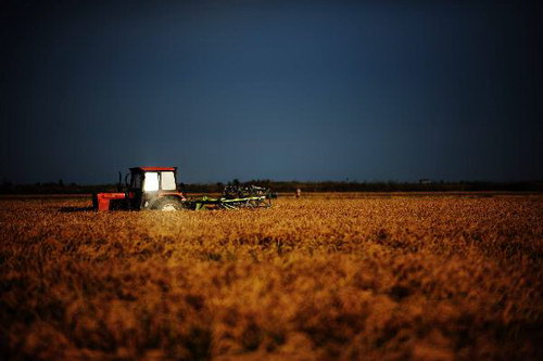 Autumn harvest in NE China's major rice producing province