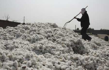 Shandong farmers harvest and sell cotton balls
