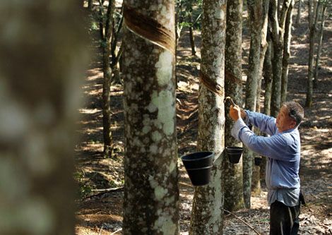 China's rubber sector stretched to the limit