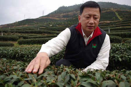 Tea grower returns to plant his roots