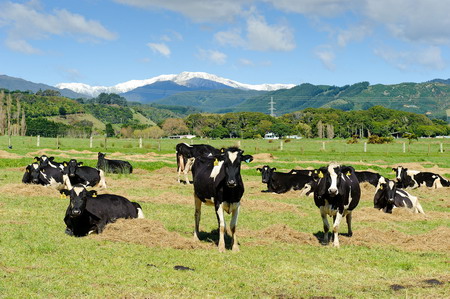 Dairy firm to milk int'l demand