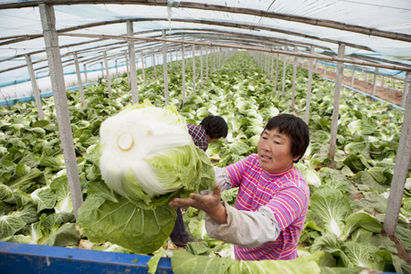 Price fall means cruel harvest