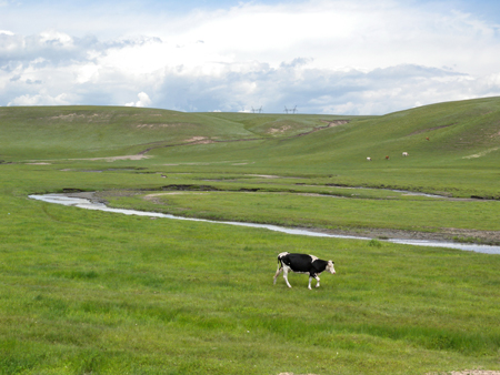 Cold comfort for farmers as milk sours