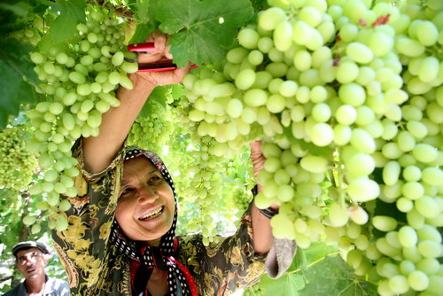 Xinjiang grapes sold to markets far and wide
