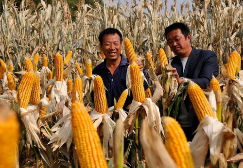 China's grain output to top 550m tons this year