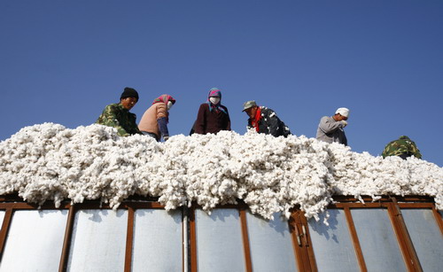 Harsh harvest looms for Xinjiang cotton growers