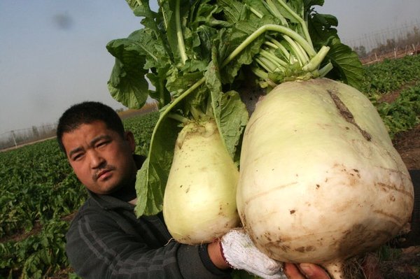 Radish giveaway turns into free-for-all