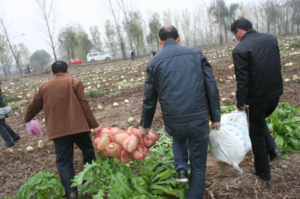 Radish giveaway turns into free-for-all