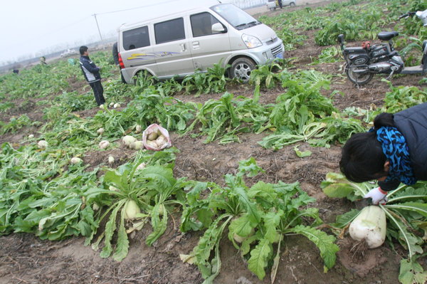 Radish giveaway turns into free-for-all