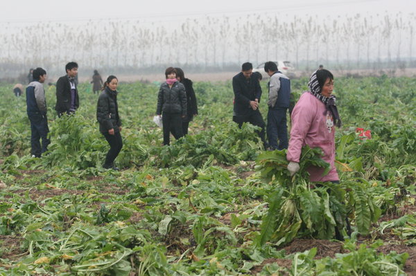 Radish giveaway turns into free-for-all