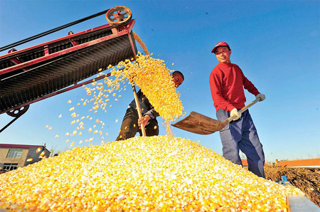 Chinese grain harvest rises for the eighth consecutive year
