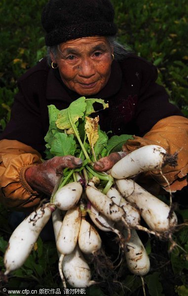 Overstocked radish crashed into manure