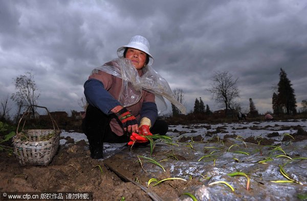 Overstocked radish crashed into manure