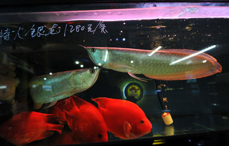 Auspicious fish priced at 88,000 yuan