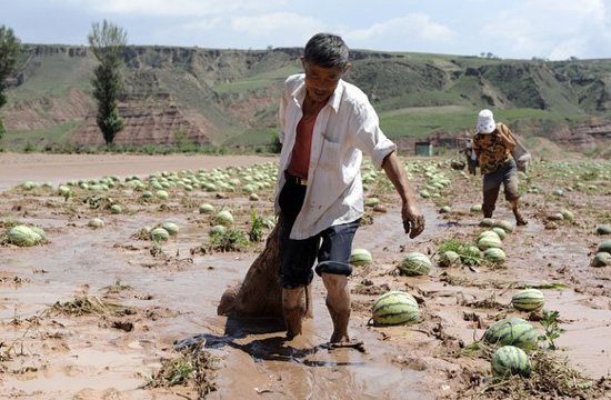 Villagers suffer loss as rain damages watermelon